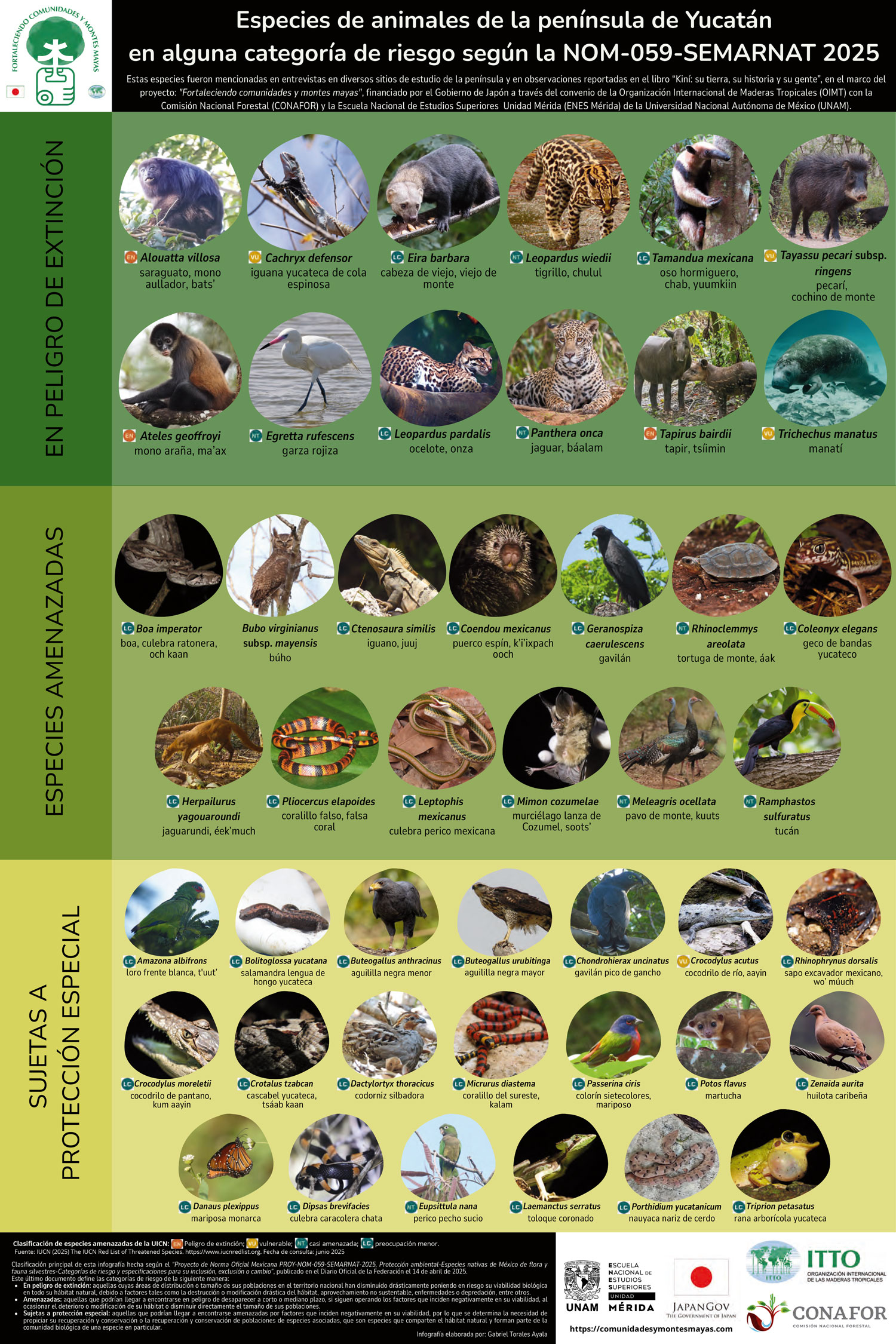 Infografia-Especies-de-animales-en-riesgo-1